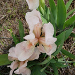 Betsey Boo Dwarf Iris - representative mature plant