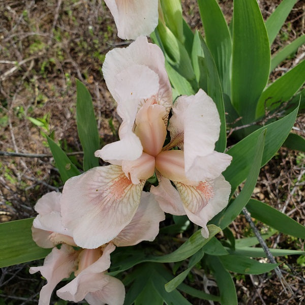 Betsey Boo Dwarf Iris - representative mature plant