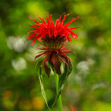 Jacob Cline BeeBalm