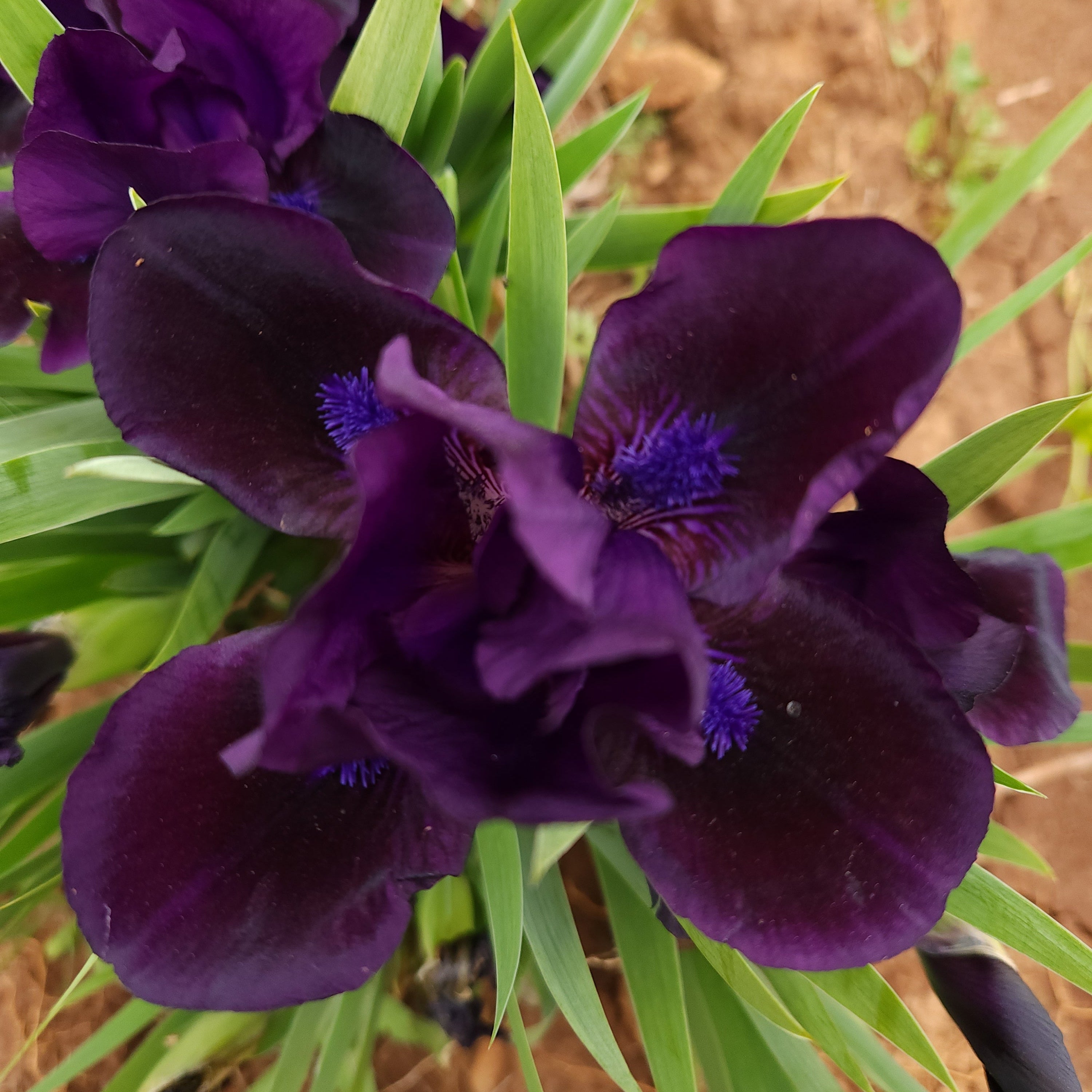 Jewel Baby Dwarf Iris - representative mature plant