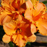Dazzling Daylilies Clearance #1
