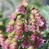 Kents Beauty Ornamental Oregano