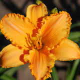 Kenneth Roy Daylily