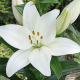 Spring Asiatic/LA Hybrid Lily Collection