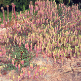 Kents Beauty Ornamental Oregano