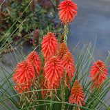 Poco Red Red Hot Poker