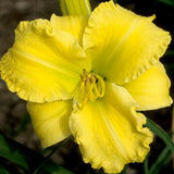 Lemon Bird Daylily