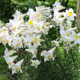 Regale Album Trumpet Lily
