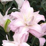 Lotus Queen Double Oriental Lily