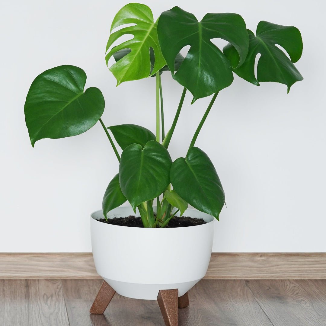 Deliciosa Monstera