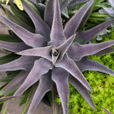 Purple People Eater Mangave