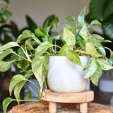 Marble Queen Pothos
