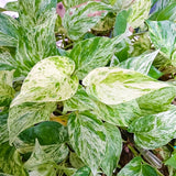 Marble Queen Pothos