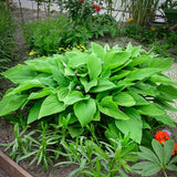 Marmalade on Toast Giant Hosta