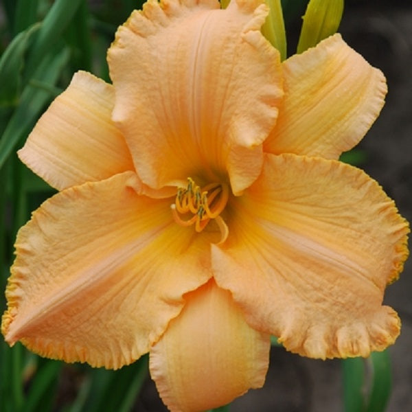 Master Peach Daylily - representative mature plant