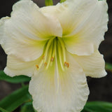 Dazzling Daylilies Clearance #1