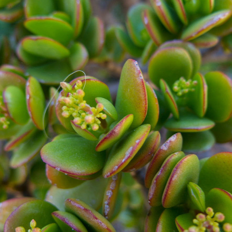 ming jade plant Minor Jade – rePotme