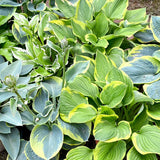 Mixed Hosta Sampler Pack (25 Plants)