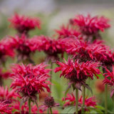 Spring BeeBalm Collection