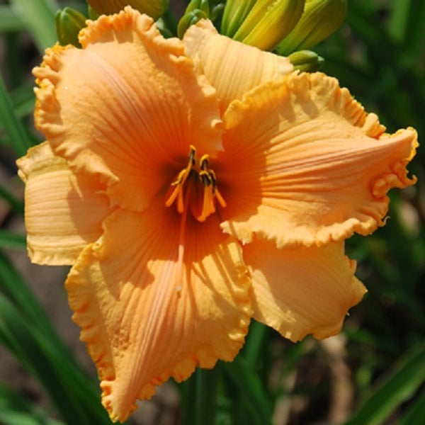 Nectarine Flip Daylily - representative mature plant