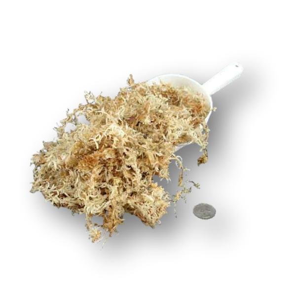 New Zealand Sphagnum Moss - AAAAA (5A) - Premium Long Strand for Neofinetia  falcata
