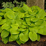 Spring Top 15 Hosta Collection