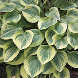 Mini to Mighty Hosta Collection