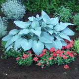 Canadian Blue Hosta