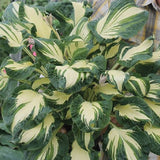 Hans Hosta