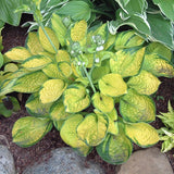 Rainforest Sunrise Hosta