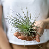 Oaxacana Air Plant