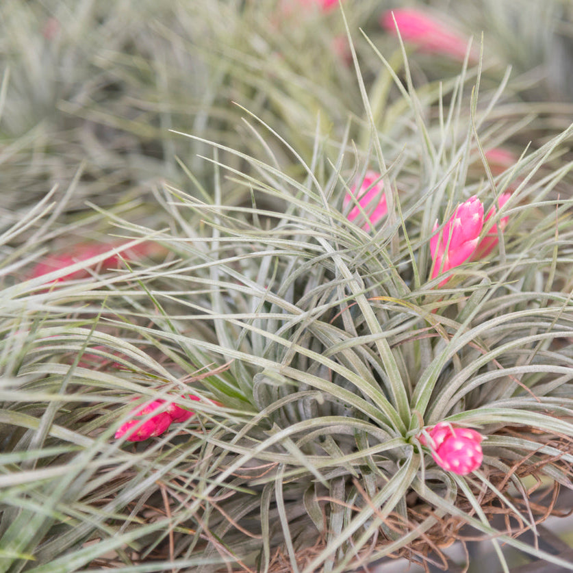 robertas air plants Oaxacana Air Plant