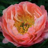 Coral Sunset Peony