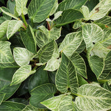 Birkin Philodendron