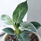 Birkin Philodendron