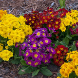 Pacific Hybrids Primrose