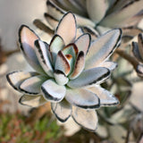 Panda Plant