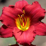 Reblooming Daylily Pack