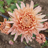 Pat Lehman Chrysanthemum