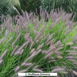 Red Head Fountain Grass