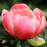 Coral Sunset Peony