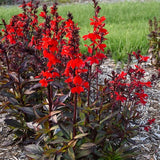 Spring Sun Loving Garden Collection