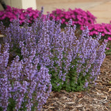 Cat's Pajamas Catmint
