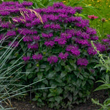 Grape Gumball Beebalm