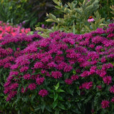 Grape Gumball Beebalm