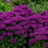 Grape Gumball Beebalm