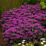 Grape Gumball Beebalm