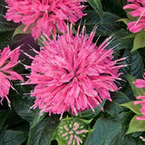Leading Lady Pink Beebalm