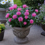 Leading Lady Pink Beebalm