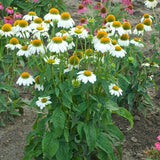 PowWow White Coneflower